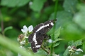 white admiral butterfly-1